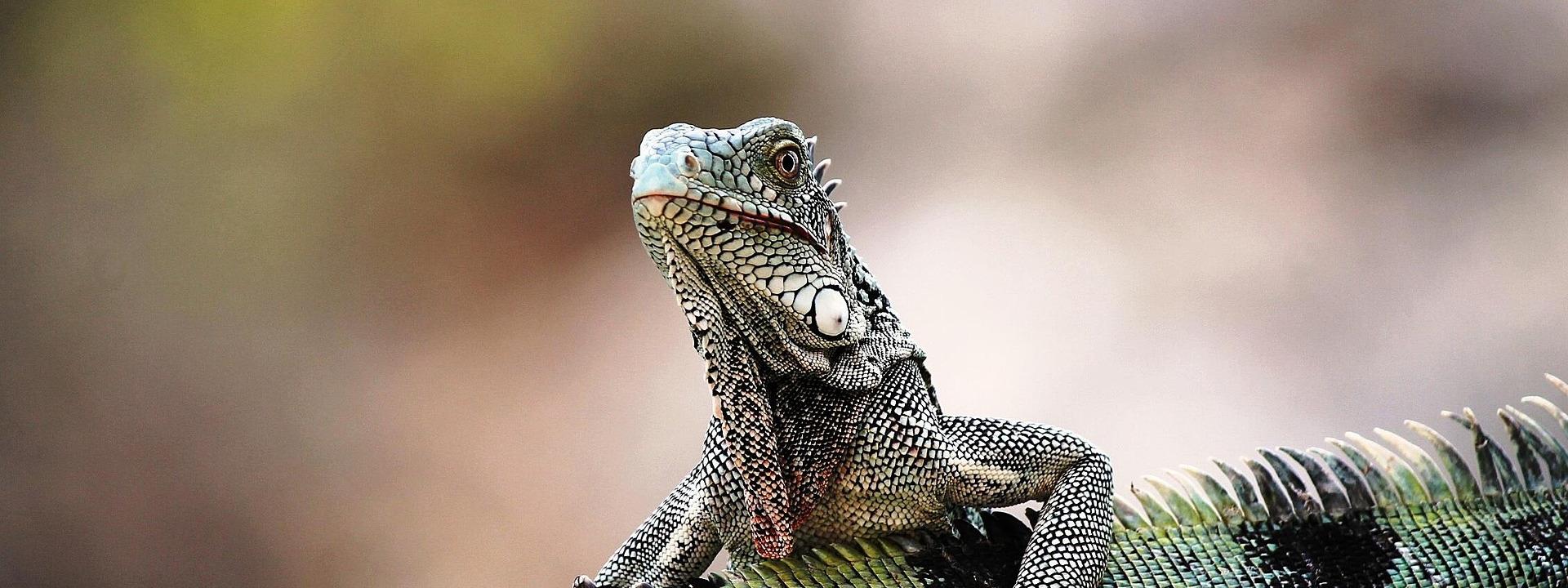 Iguana